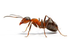 ant pest control ant control