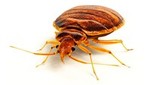 bed bug exterminators bedbug control treatments