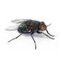 commercial pest control business pest control fly control