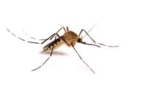 mosquito control mosquito treatments