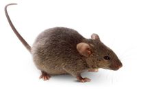 rodent control rat control mice control